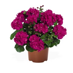 3120 Пеларгония плющелистная ATLANTIC VIOLET  (Весна 2026)