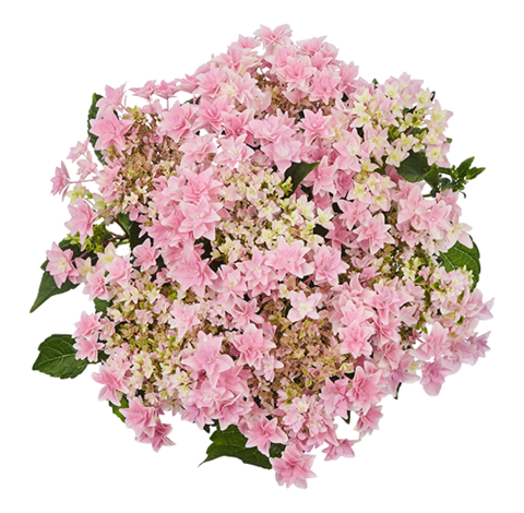 Гортензия крупнолистная (Macrophylla) Floria Pink 12 шт.