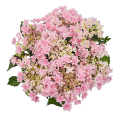 Гортензия крупнолистная (Macrophylla) Floria Pink 12 шт.