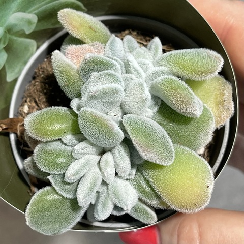 Эхеверия Пульвината Фрости Кристата d7