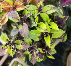 Линда UO колеус