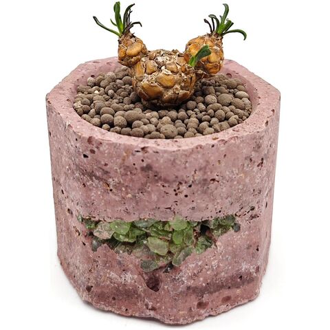 Суккулент Отонна Лепидокаулис