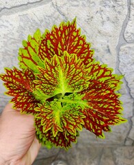 Solomon ES колеус КСР