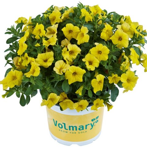 19289 Калибрахоа CALIPETITE Yellow (Весна 2026)
