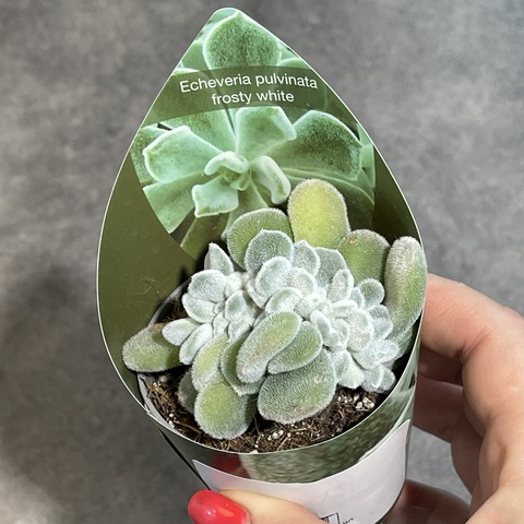 Эхеверия Пульвината Фрости Кристата d7
