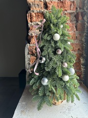 Елка из нобилиса h-55