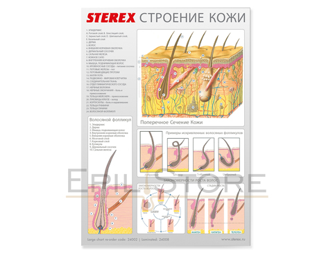 Постер (плакат) строение кожи от Sterex