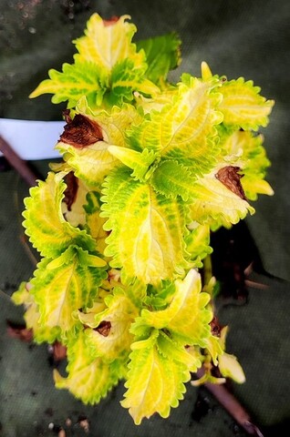 Белоснежка Тай колеус КСР