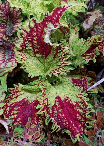 Тамара колеус