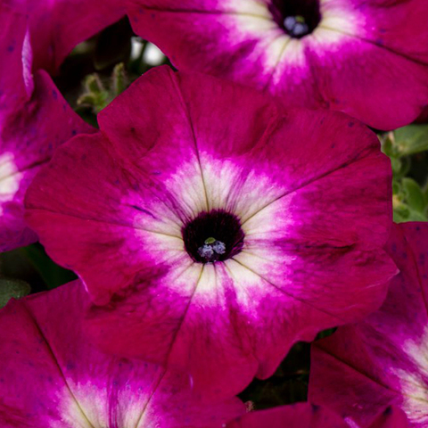 32379 ПЕТУНИЯ CRAZYTUNIA MAGENTA STORM