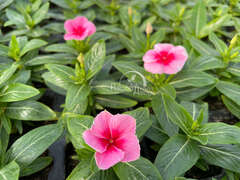 Катарантус ампельный бледно-розовый с розовым глазком