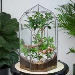 Готовый флорариум Ботанический сад Фикус XL 45см