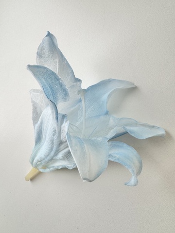 Лилия стабилизированная Голубой 10-12см (1шт) см.доп.описание