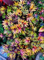 Tkhevi blonde колеус КСР