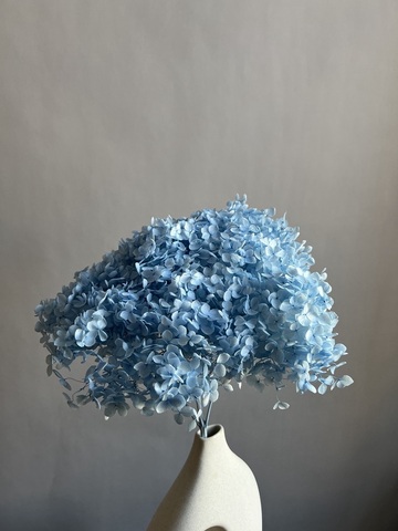 Гортензия стабилизированная голубая