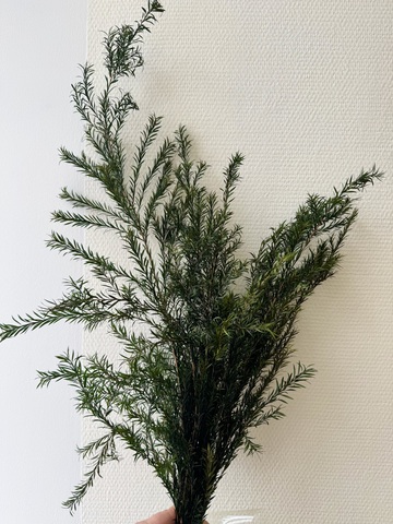 Чайное дерево Болотно-зеленый