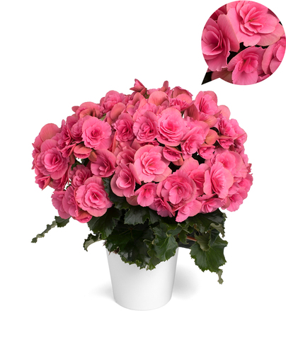 1298 Бегония Barkos-Collection Berseba Pink (Весна 2026)