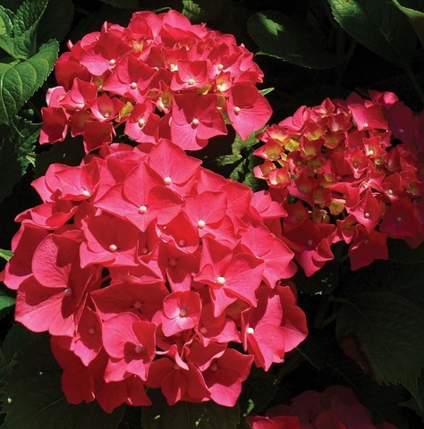 Гортензия крупнолистная Фореве Эве