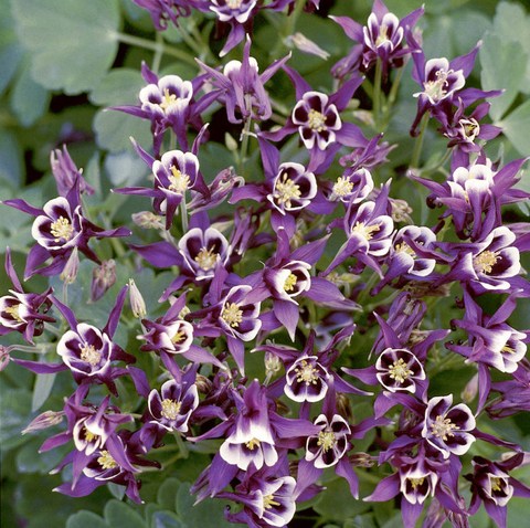 S1209 Аквилегия Winky Purple White 5шт.