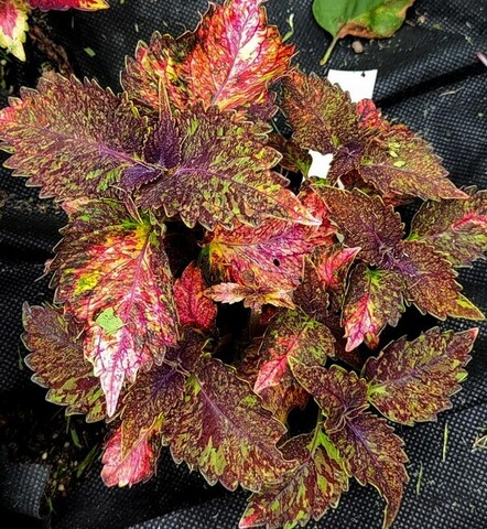 Богемия колеус КСР