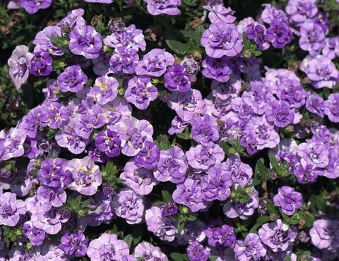 19310 Калибрахоа Cabaret Special Double Purple Bicolour (Весна 2026)