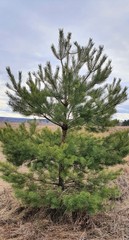 Teofrast Семена сосна обыкновенная Pinus sylvestris