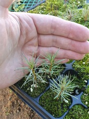 Семена Кедровый стланик pinus pumila