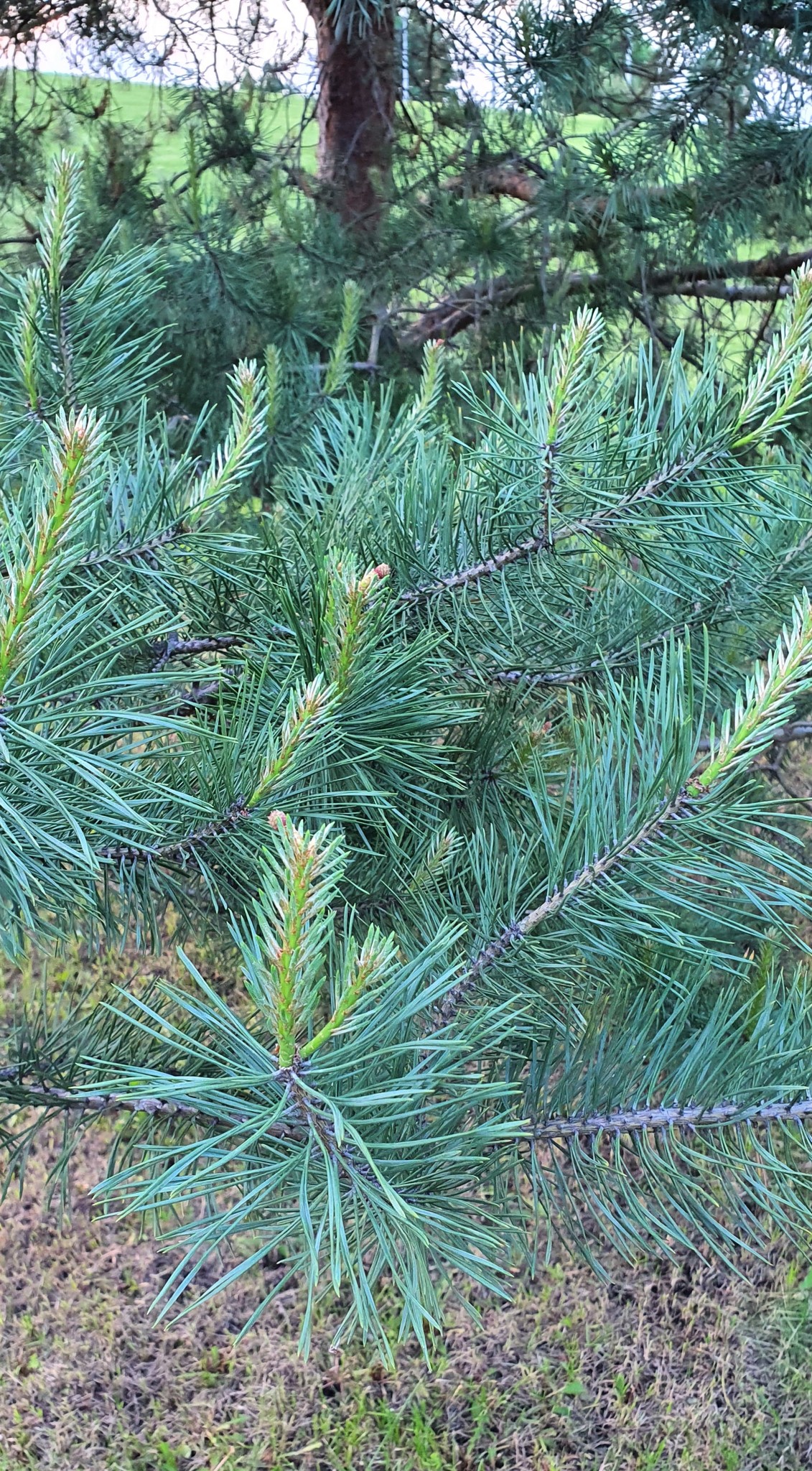 Семена Сосна Обыкновенная Pinus sylvestris