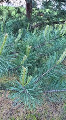 Teofrast Семена сосна обыкновенная Pinus sylvestris
