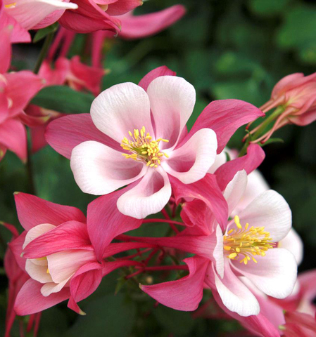S1210 Аквилегия Winky Rose Rose 5шт.
