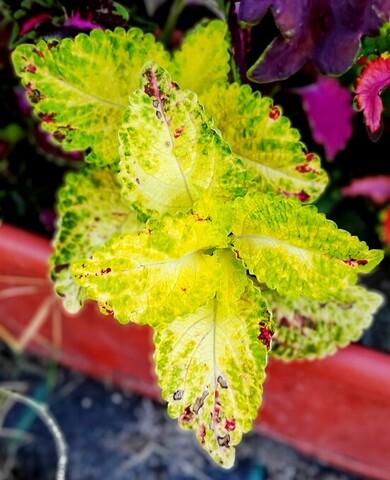 Дыхание весны UO колеус