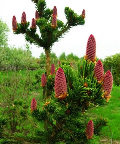 Ель колючая Лаки Страйк