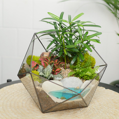 Готовый флорариум Роща подокарпусов Икос с озером