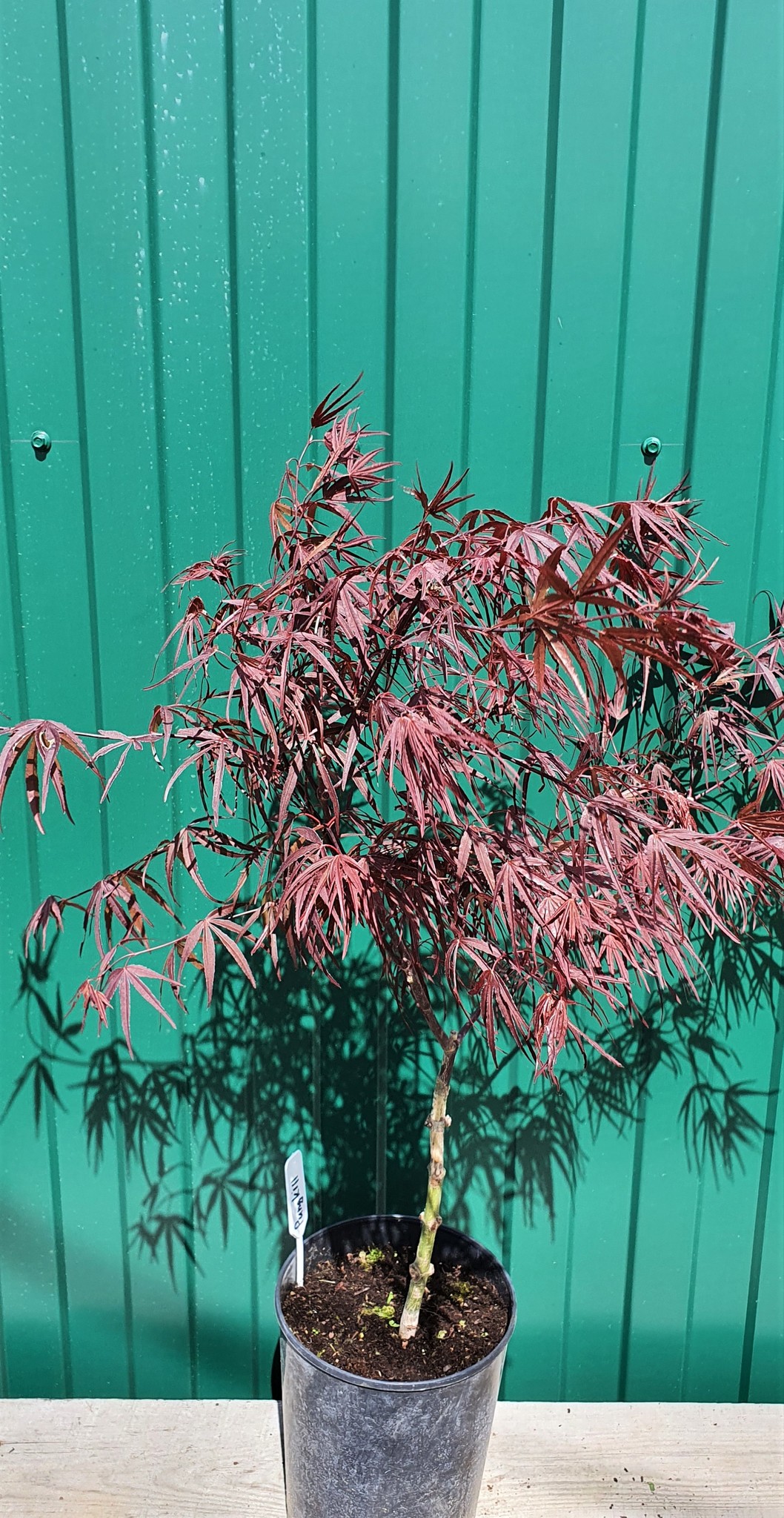 Клен дланевидный acer palmatum pungkill