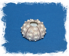 Панцирь морского ежа серый 4-5 см