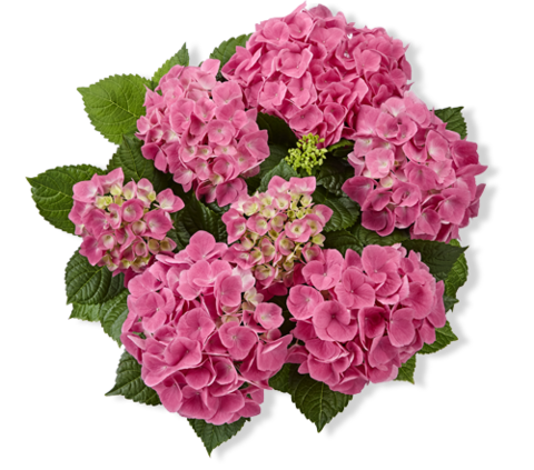 Гортензия крупнолистная (Macrophylla) Serenity Pink 9 шт.