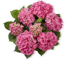 Гортензия крупнолистная (Macrophylla) Serenity Pink 9 шт.