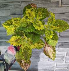 Yellow Kakariki Тай колеус