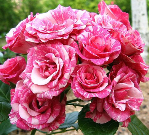 Роза спрей Пинк флеш