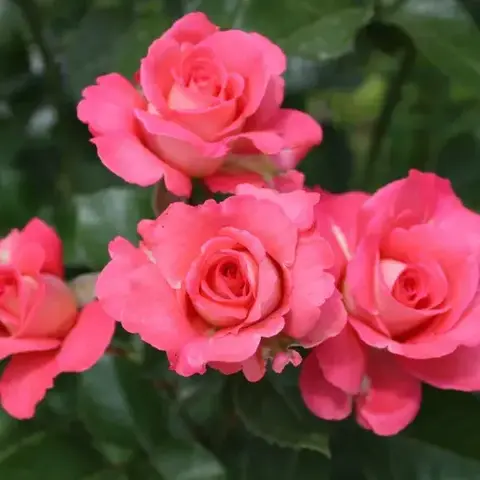 Вайкики(Waikiki)