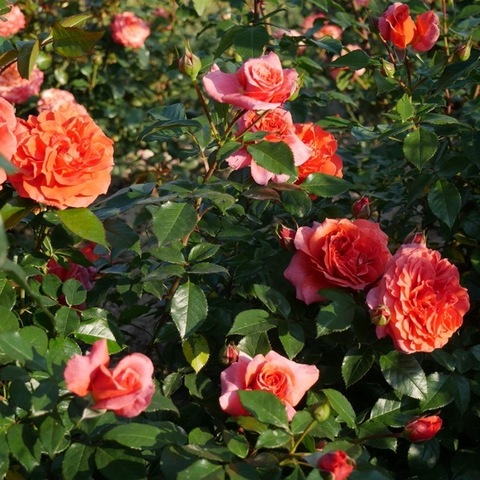 Наранга(Naranga)