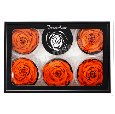 Стабилизированные бутоны роз премиум оранжевые