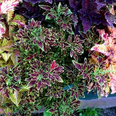 Эмбер Тай колеус