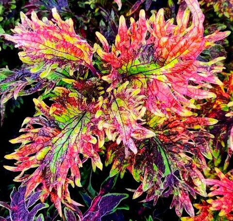 Августин колеус КСР