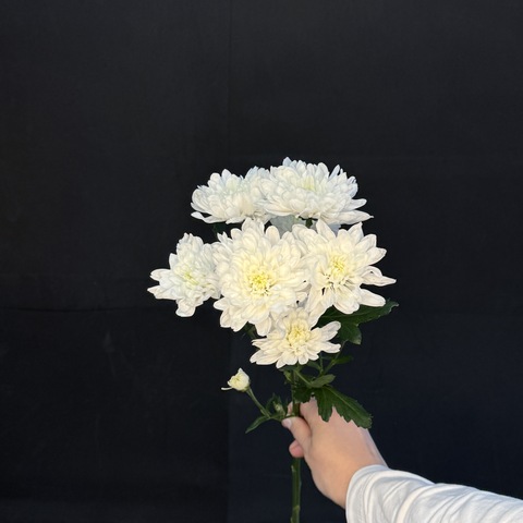 Хризантема кустовая Белая / 1 шт