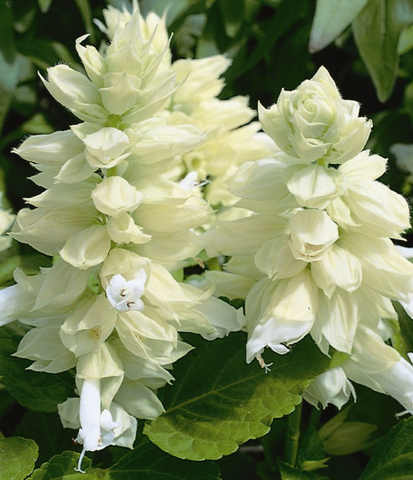 S6706 Сальвия Sizzler White 5шт.