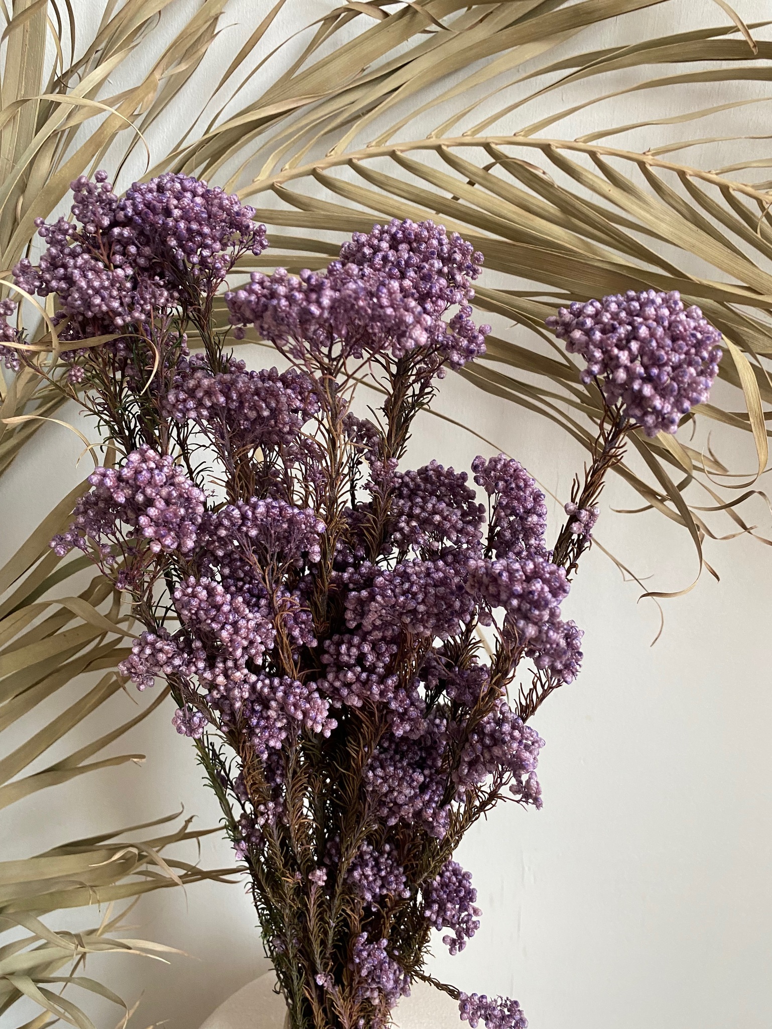Озотамнус стабилизированный фиолетовый - купить в магазине | Сухоцветы |  Стабилизированные цветы | Букеты из сухоцветов