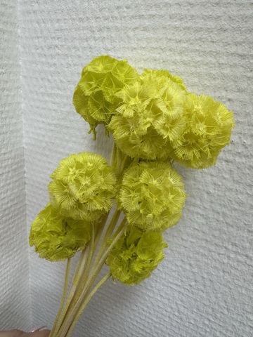 Скабиоза стаб. Салатно-зеленый
