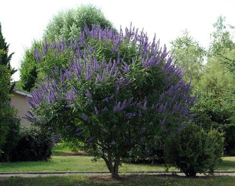 Витекс священный vitex agnus-castus