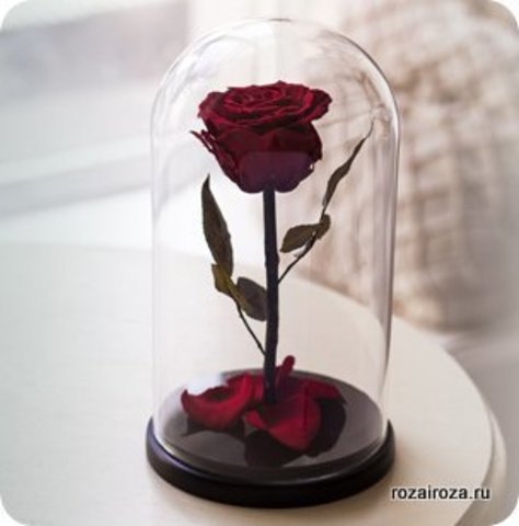 Вечная роза в стеклянной колбе бордовая (Премиум)